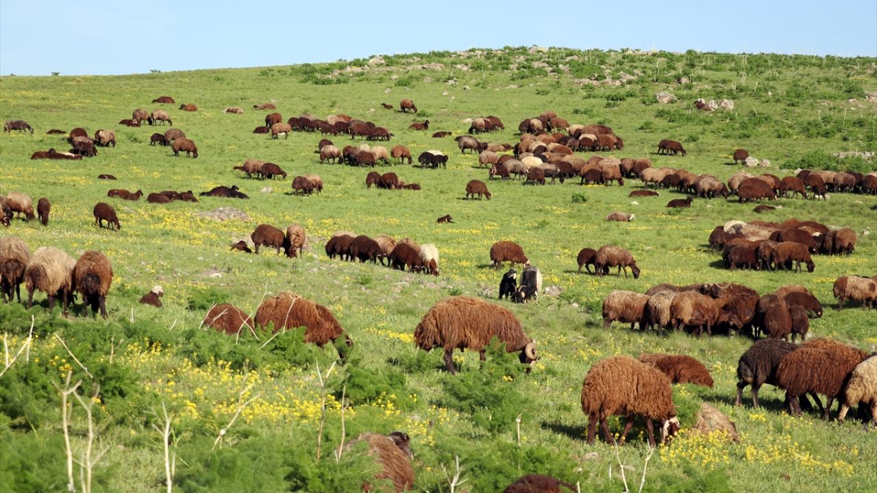 Ağrı'da baharın gelişiyle dağlarda rengarenk çiçekler açtı