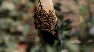 Peru’da arı tozlaşmasıyla tarımda verim artırılıyor