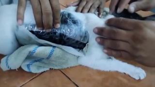 Cezaevine uyuşturucu madde taşıyan kedi böyle yakalandı