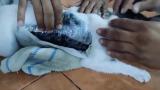Cezaevine uyuşturucu madde taşıyan kedi böyle yakalandı