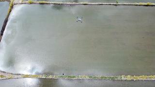 Dronla çeltik ekiyorlar