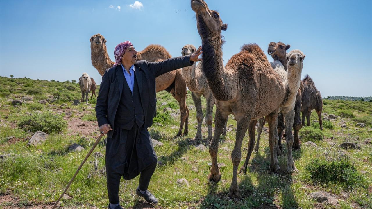 Karacadağlı besici, kara yoluna "dikkat deve çıkabilir" tabelası istiyor