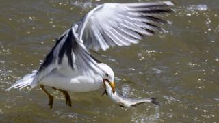 İnci kefalinin zorlu göçü festivalle tanıtılıyor