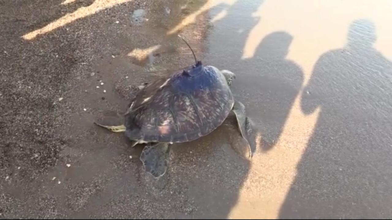 Uydudan izlenen deniz kaplumbağasının sinyali Gazze'de kesildi