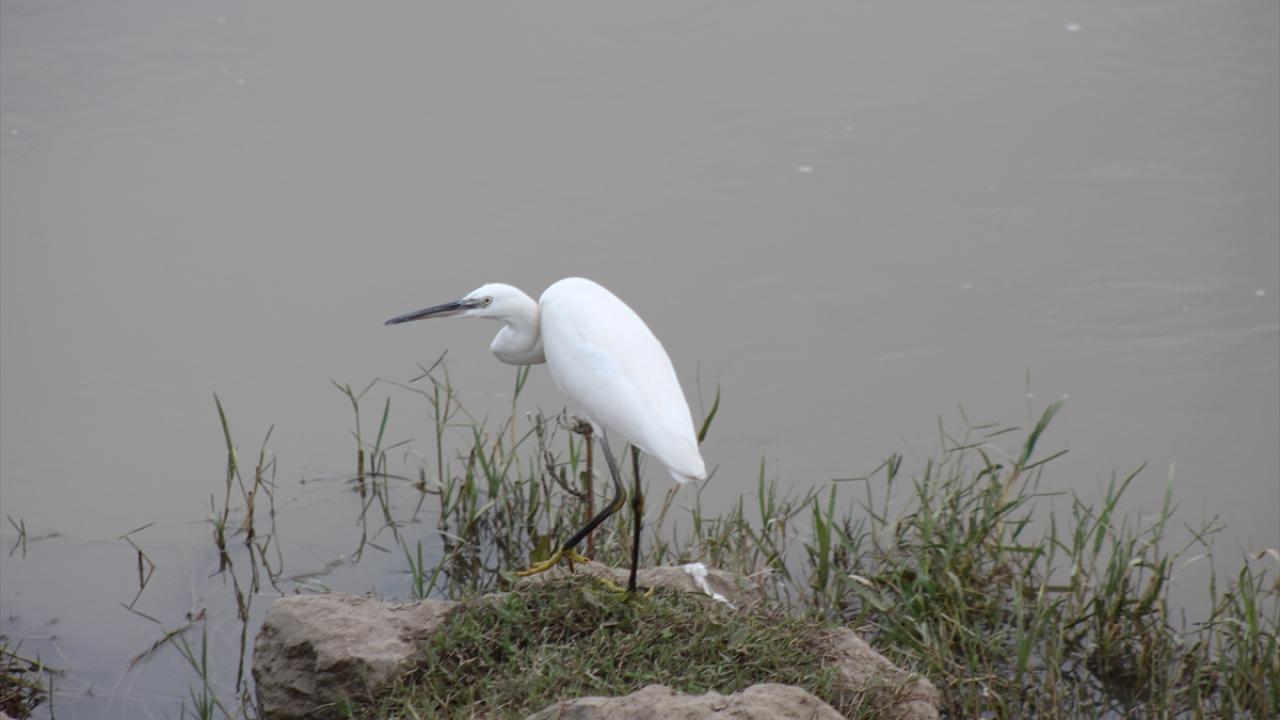 Göç rotasındaki Kızılırmak Deltası her yıl yüzlerce kuş türünü ağırlıyor