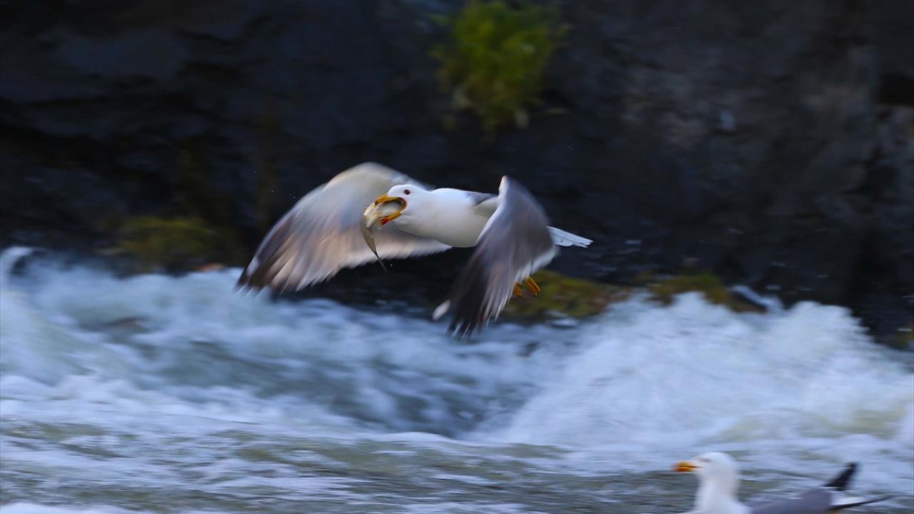Martıların, göç yolculuğundaki inci kefallerini avlama mücadelesi