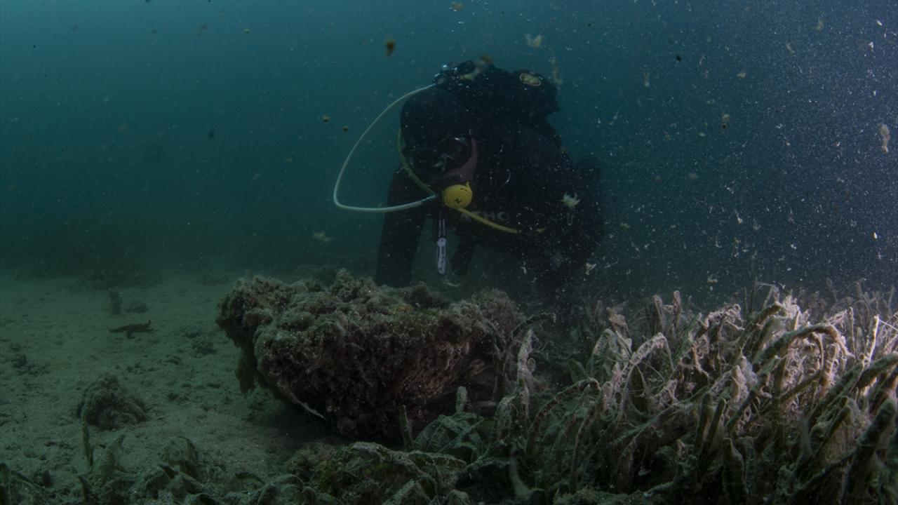 Avustralya`daki sert mercan, resif türlerinin tek akrabası