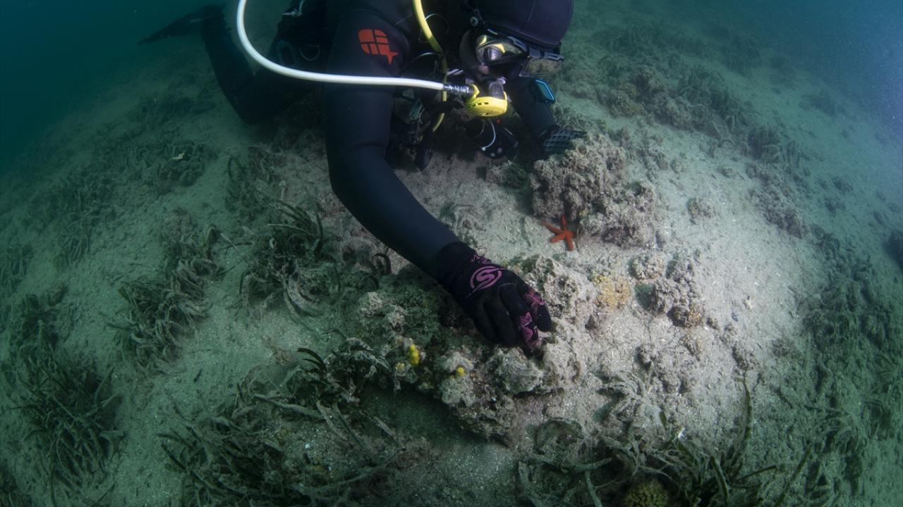 Ekimi yapılan mercanlar, sağlıklı yaşam sürüyor