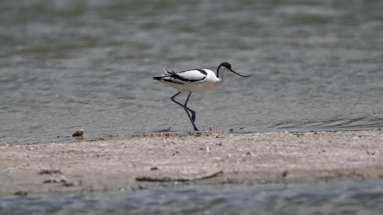 Bayağı kılıçgaga
