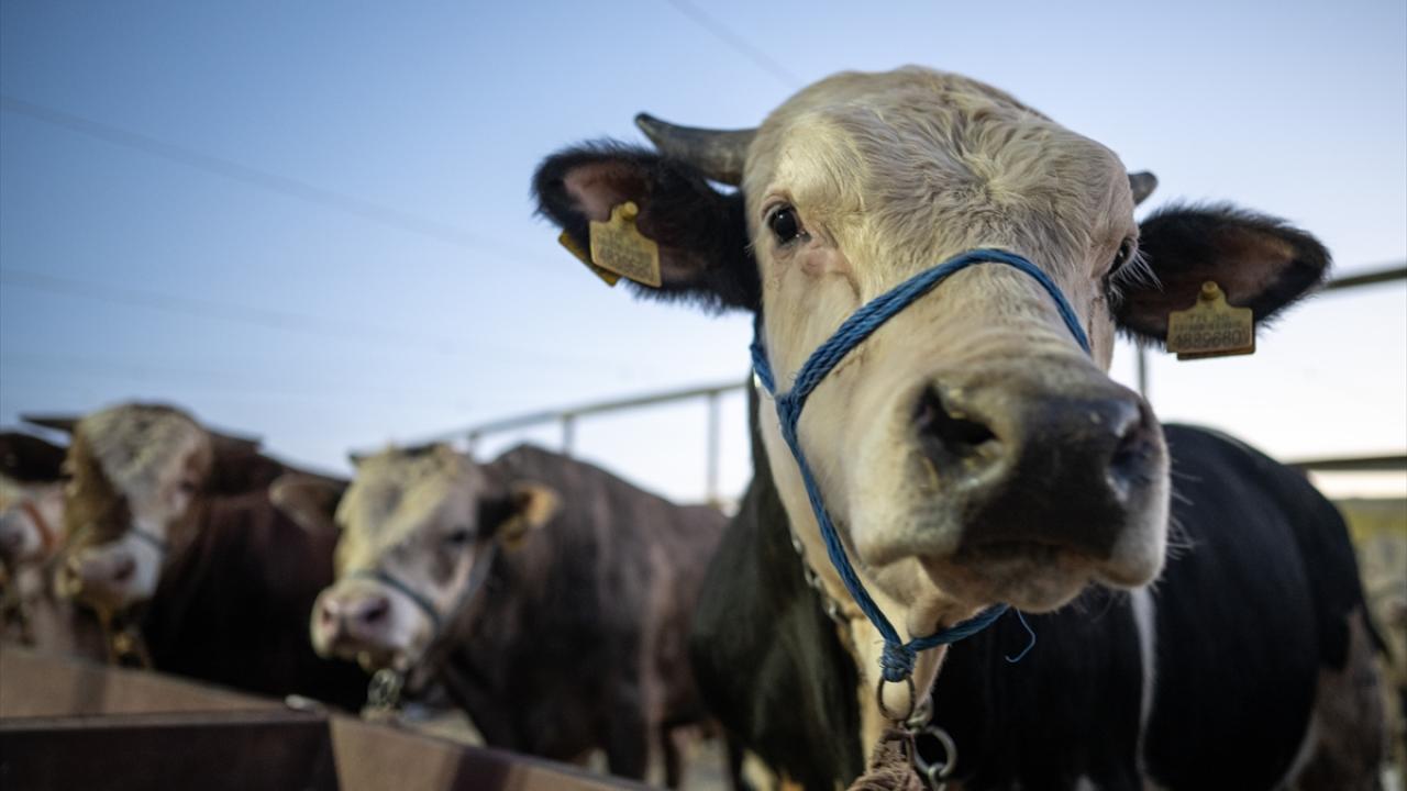 Kurbanlık mesaisi gece de devam ediyor