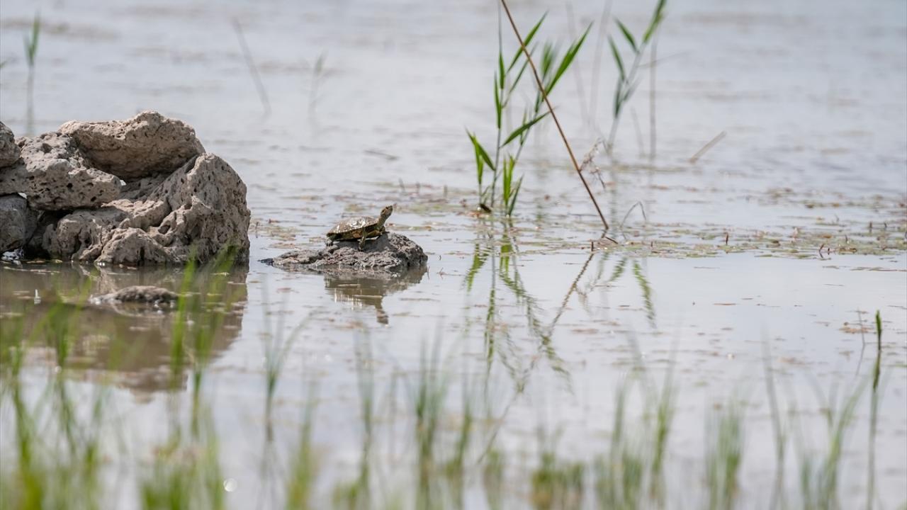"Kaplumbağaları yaşadığı yerle birlikte korumamız gerekiyor"