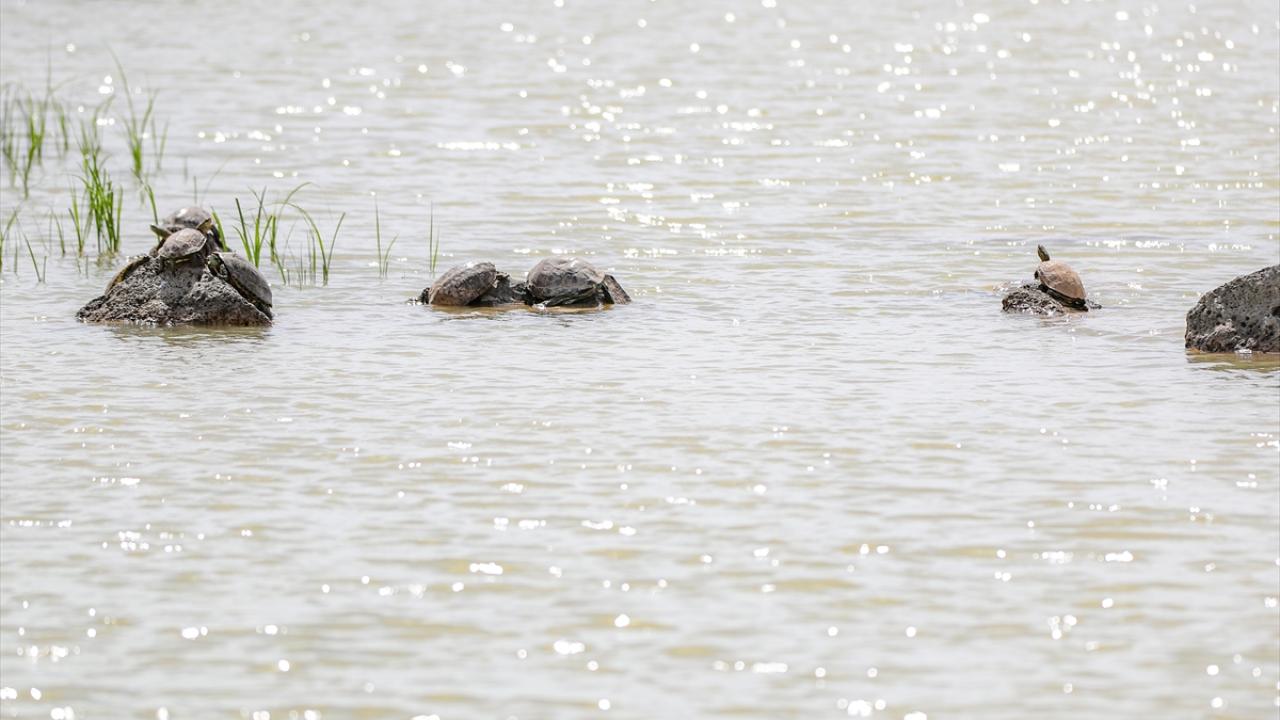"Göç yolu bulamıyorlar"