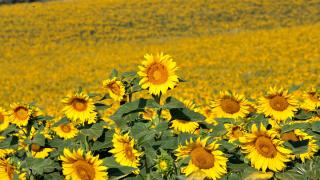 Çukurova'da tarlalar sarı renge büründü