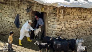 Hakkari'de şap hastalığına karşı hayvanlara aşı yapılıyor