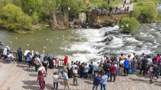 Erciş Balık Bendi'nde yaklaşık 90 bin kişi, inci kefalinin göçüne tanıklık etti