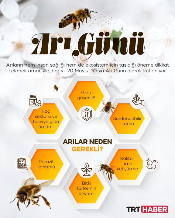 Ekosistemin olmazsa olmazı: Arılar