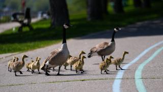 Kazlar ve yavruları Toronto'da doğanın tadını çıkardı