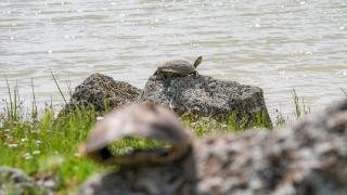 Küresel kuraklık ve vahşi sulama tatlı su kaplumbağalarının yaşamını tehdit ediyor