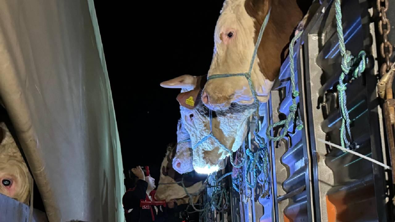 İstanbul'a kurbanlık hayvan girişleri başladı