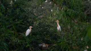 Bang Lang leylek koruma alanı binlerce kuşa ev sahipliği yapıyor