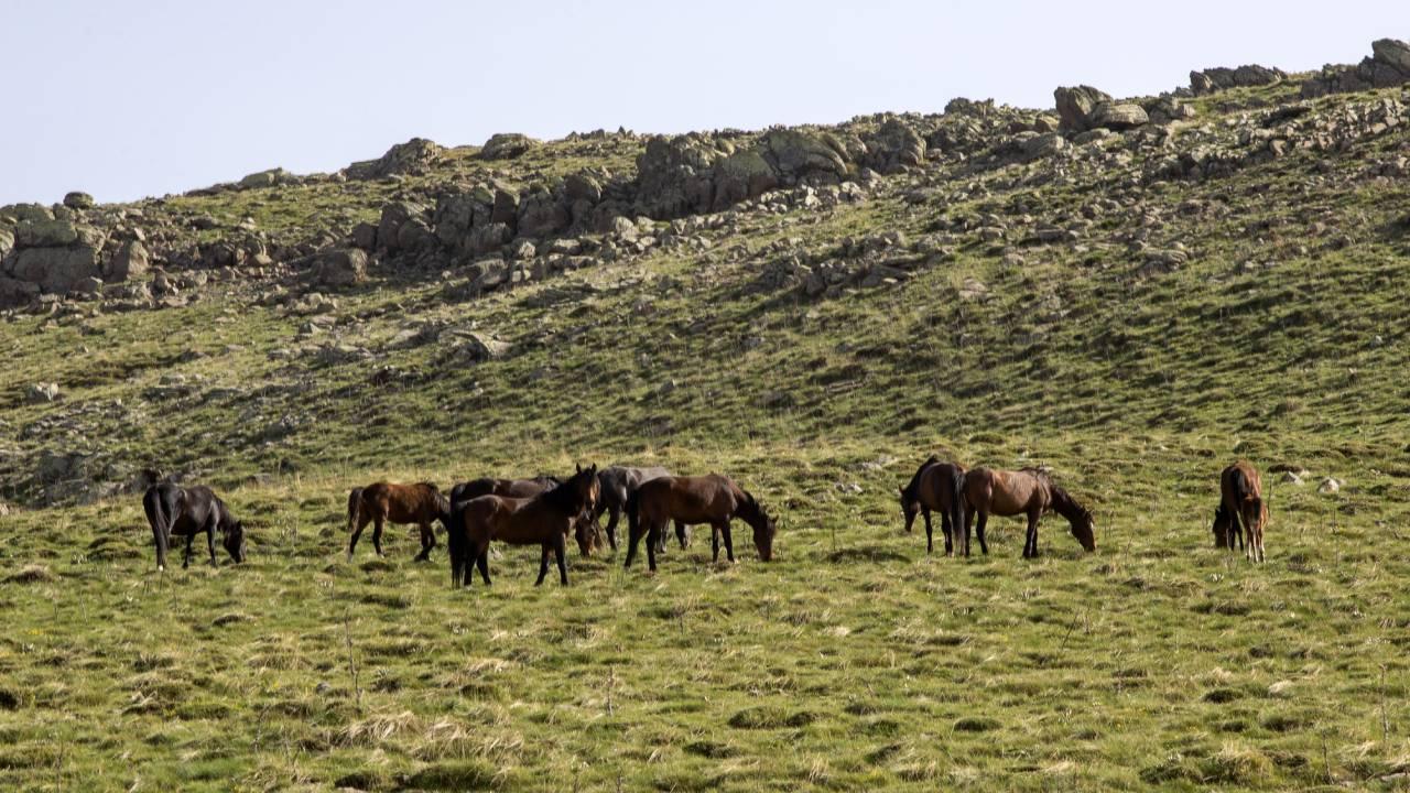 Yılkı atları Yama Dağı'nda özgürce koşuyor