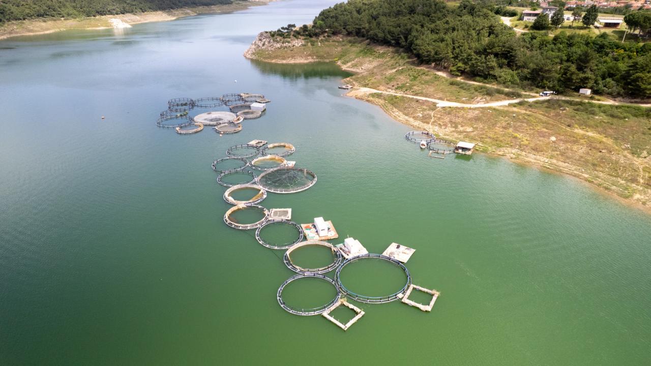 "Dış pazarda talep edilen bir balık türü"