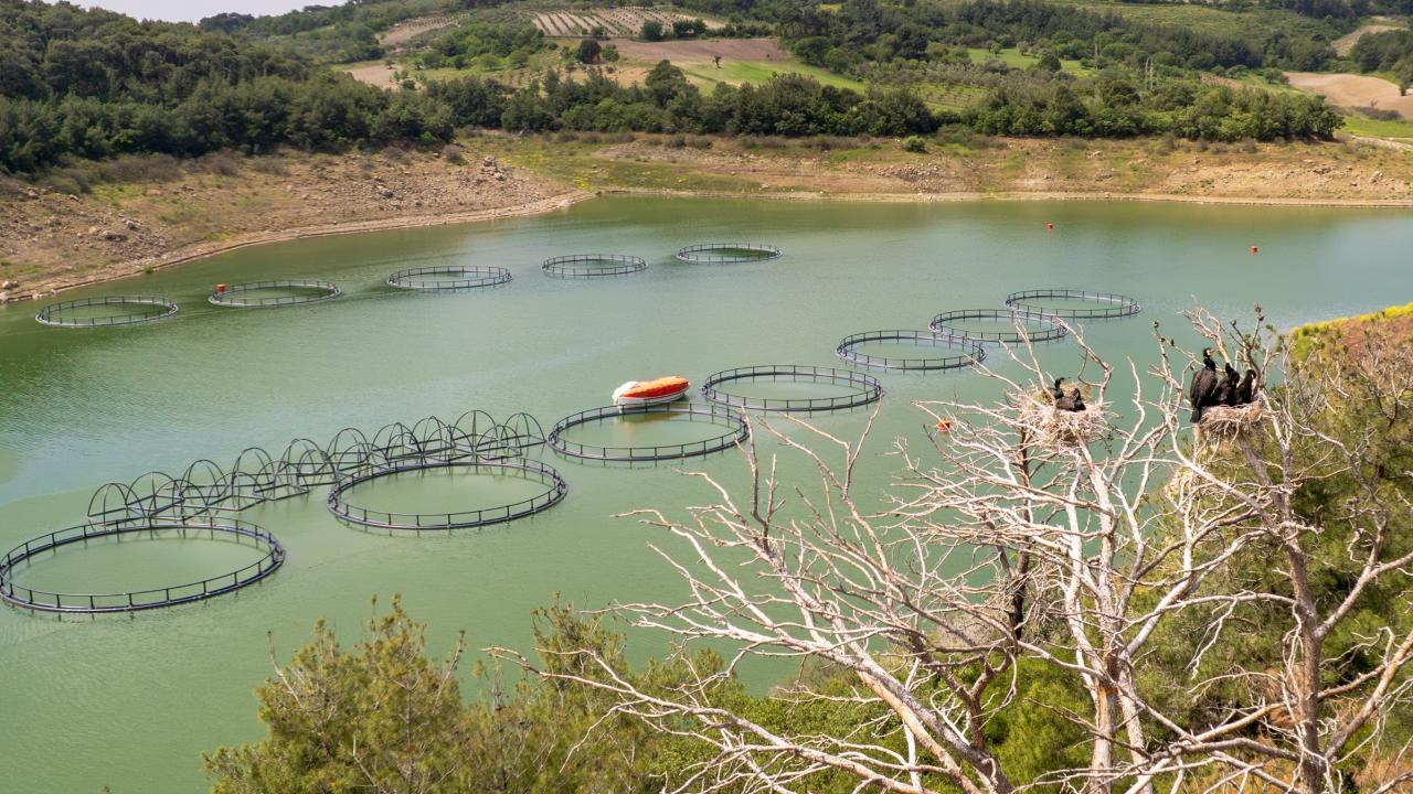 "Besin değerleri Norveç somonundan daha iyi"