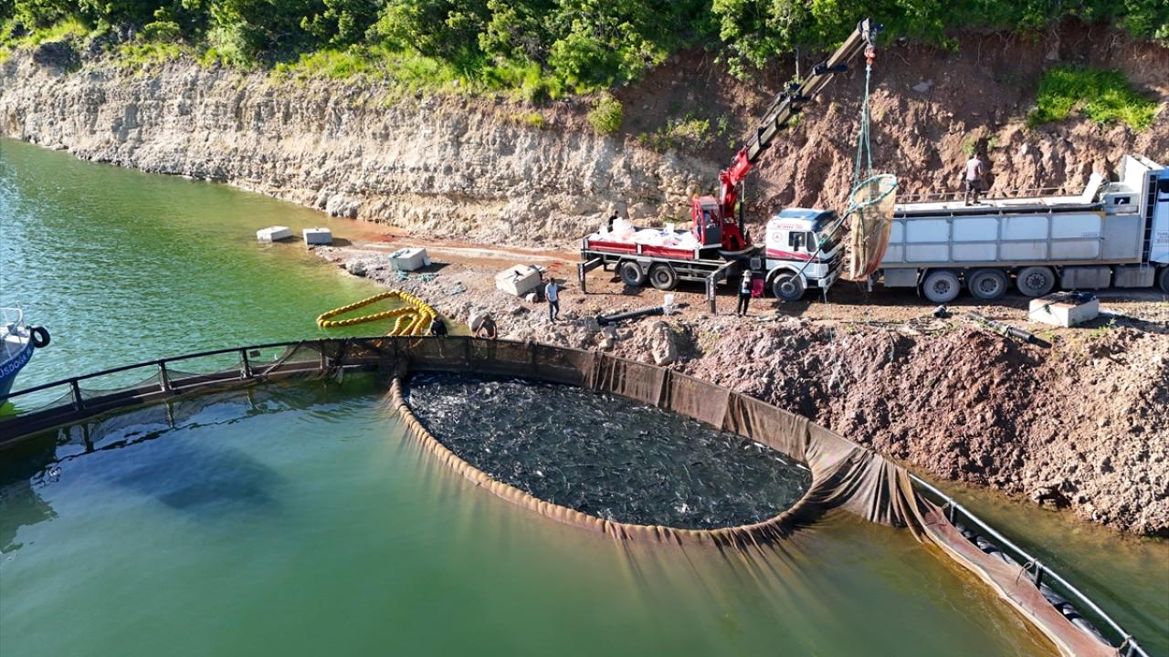 "Günlük yaklaşık 80 ton somon elde ediyoruz"