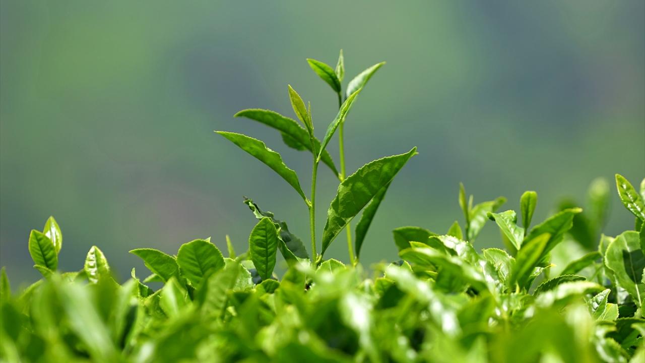 "Kar suyunu aldığı için en çok beğendiğimiz mayıs çayı oluyor"