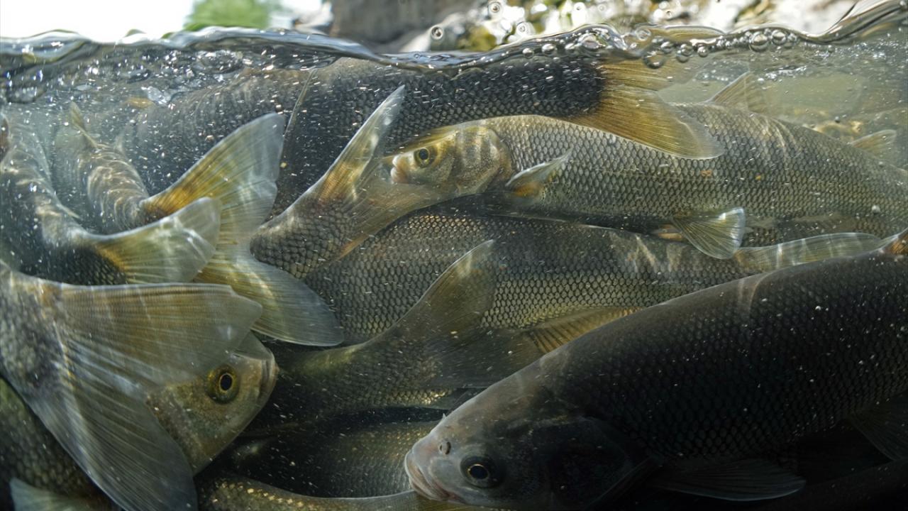 "Yaşama tutunma konusunda daha iyi bir örnek olamaz"