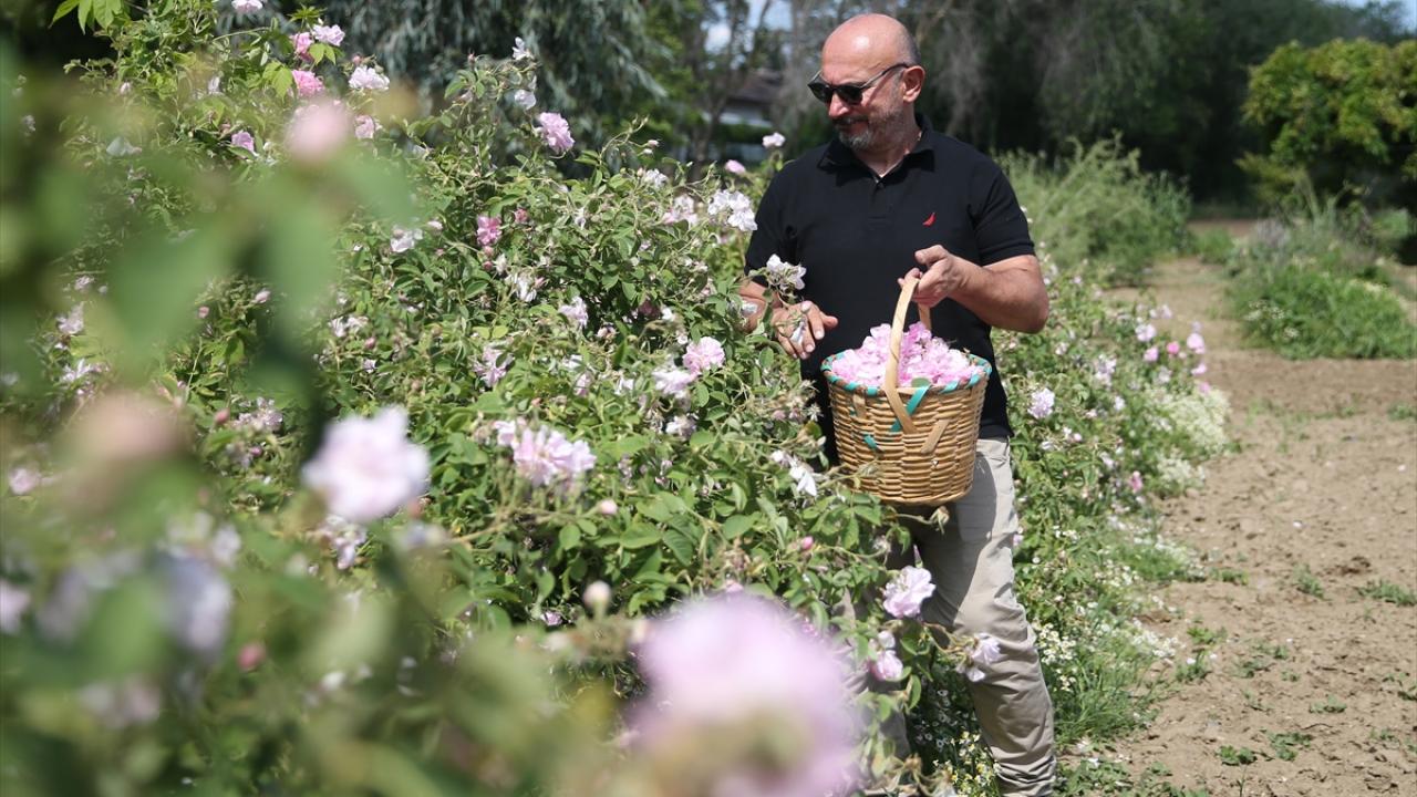 "Çiçek verimini test ediyoruz"