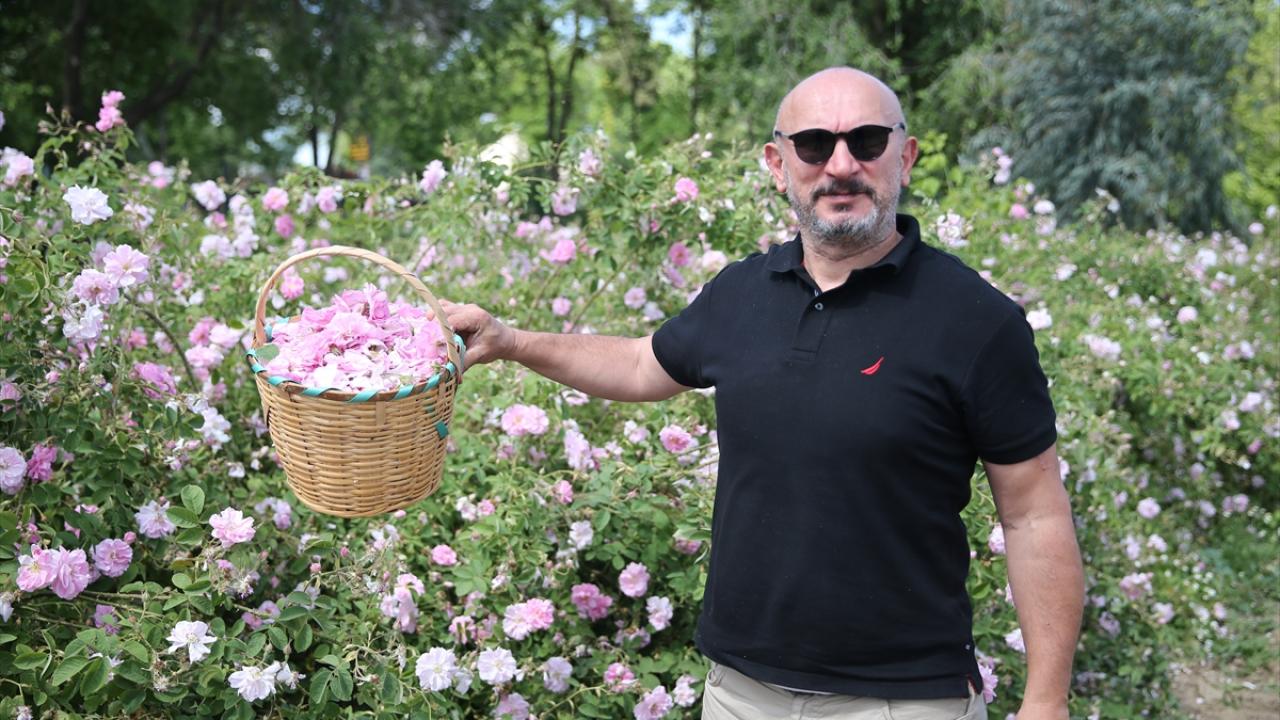 "Edirne gülü, ana vatanına dönecek"