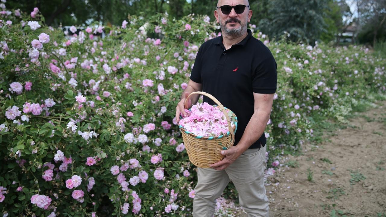 "Edirne gülü, büyük potansiyel oluşturabilir"