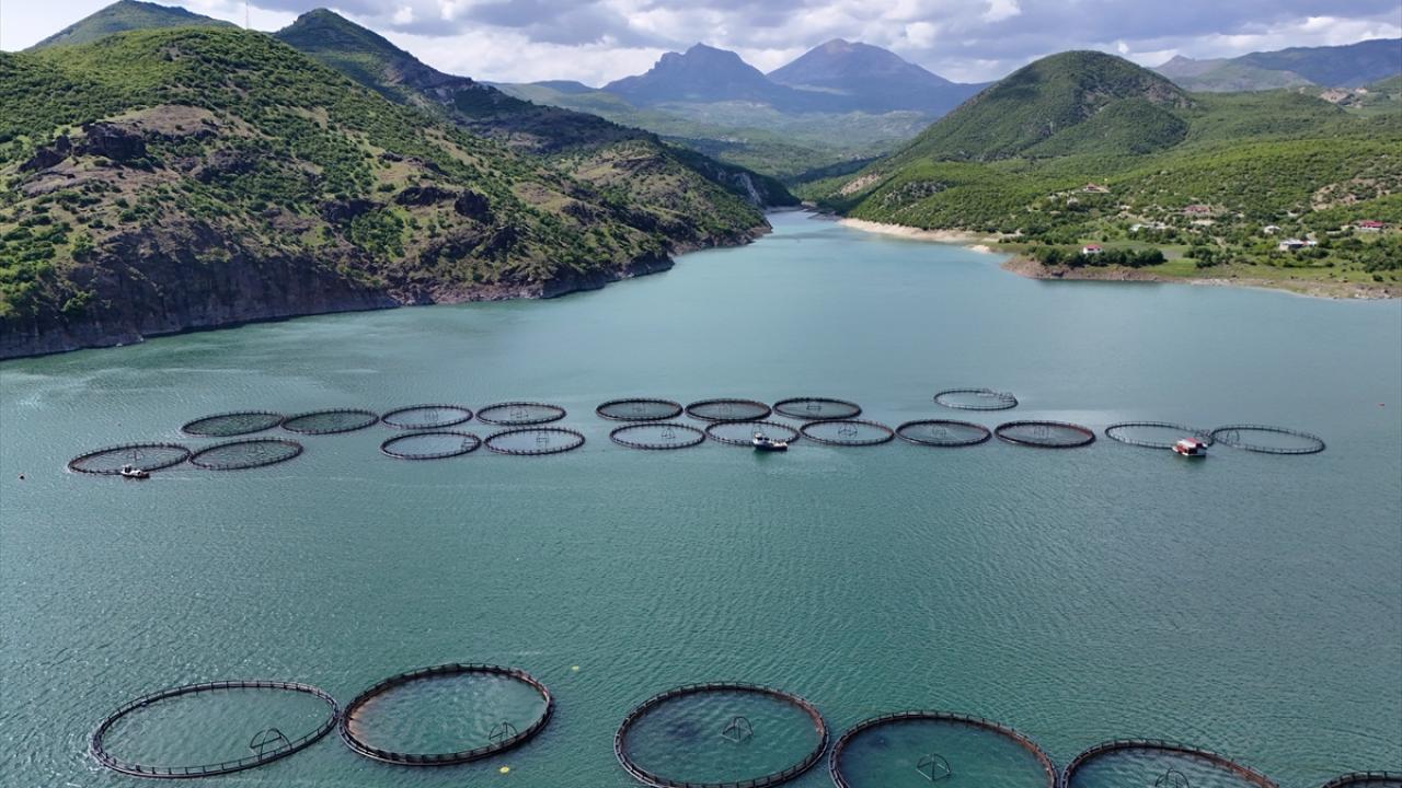 Bingöl'ün berrak sularında yetiştirilen somonlar dünya sofralarına ulaşıyor
