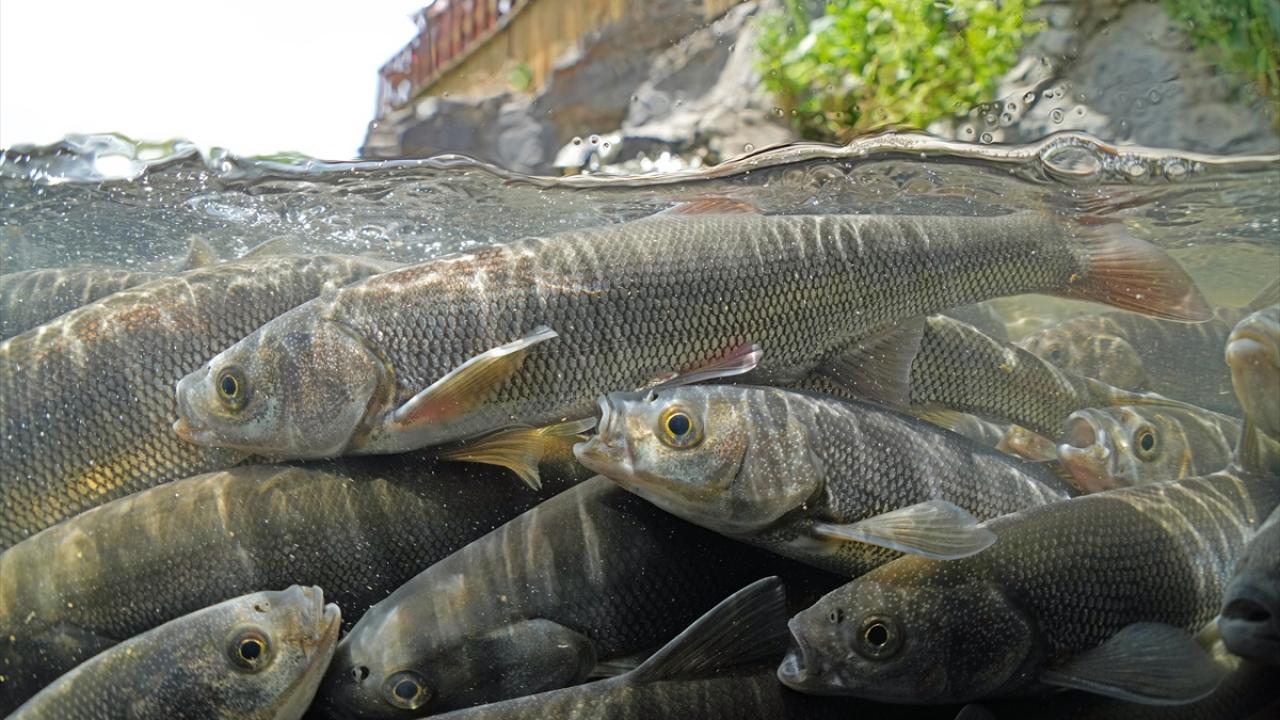 Akarsulara göç eden inci kefalinin yolculuğu su altı kamerasında