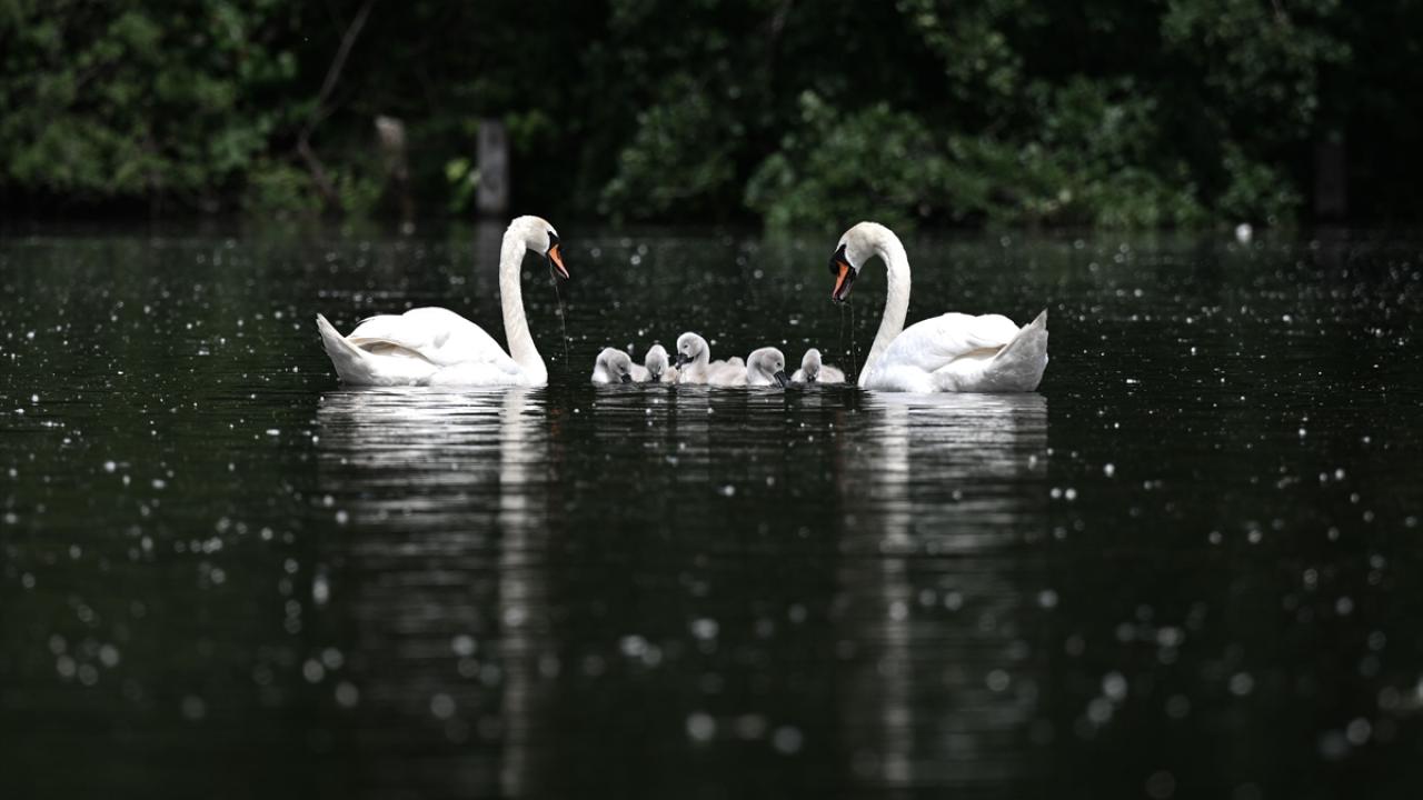 Hyde Park’ın kanatlı sakinleri