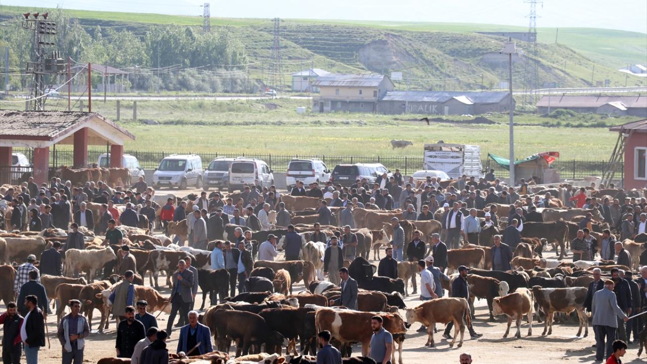 Ağrı Hayvan Borsası'nda kurbanlık hareketliliği başladı
