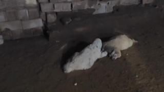 Şanlıurfa'da başıboş köpeklerin saldırdığı 29 kuzu telef oldu