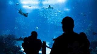 Lizbon Okyanus Akvaryumu ziyaretçilerin ilgisini çekiyor