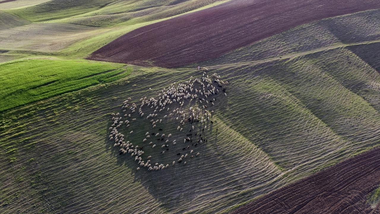 Malatya'nın bereketli ilçesi: Arguvan