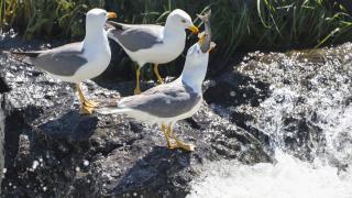 Martıların, göç yolculuğundaki inci kefallerini avlama mücadelesi