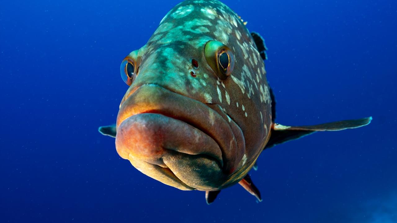 Antalya'nın Kaş ilçesinde çok sayıda orfoz görüntülendi