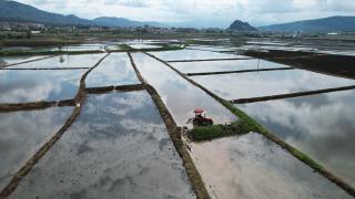 Pirinç üretimiyle öne çıkan Osmancık'ta dronla çeltik ekimi yapılıyor