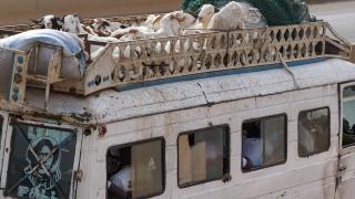 Senegal’de Kurban Bayramı yaklaşırken ilginç görüntüler yaşanıyor