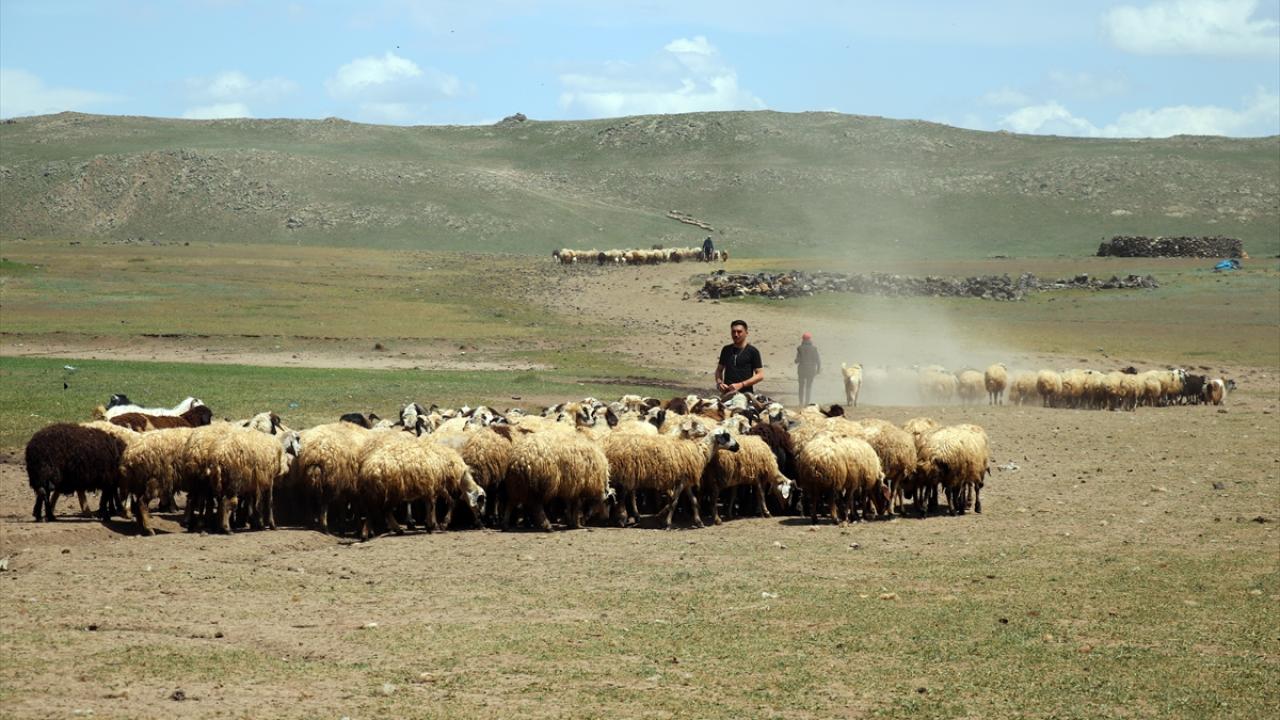 Göçerlerin Tendürek Dağı eteklerinde zorlu hayvancılık mesaisi başladı