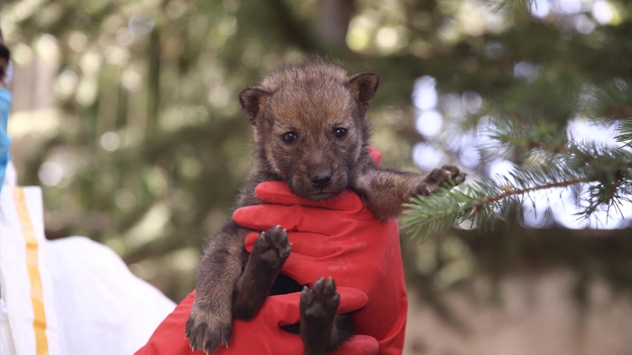 "Sağlıklı birer birey olarak doğal yaşam alanlarına bırakacağız"