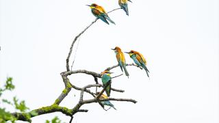 Yağmur altında avlanan renkli arı kuşları