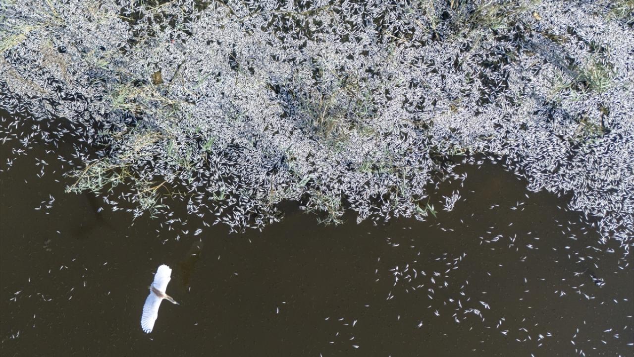 Irak’ta meydana gelen toplu balık ölümleri endişe yarattı