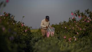 Bulgaristan’da gül hasadı başladı