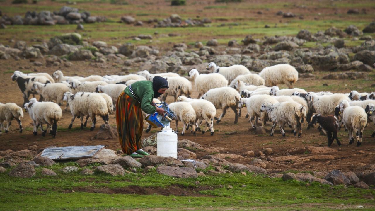 Karacadağ'da göçerlerin zorlu yaşamı